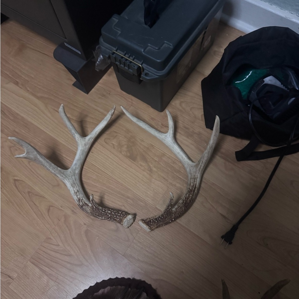 Natural Antler